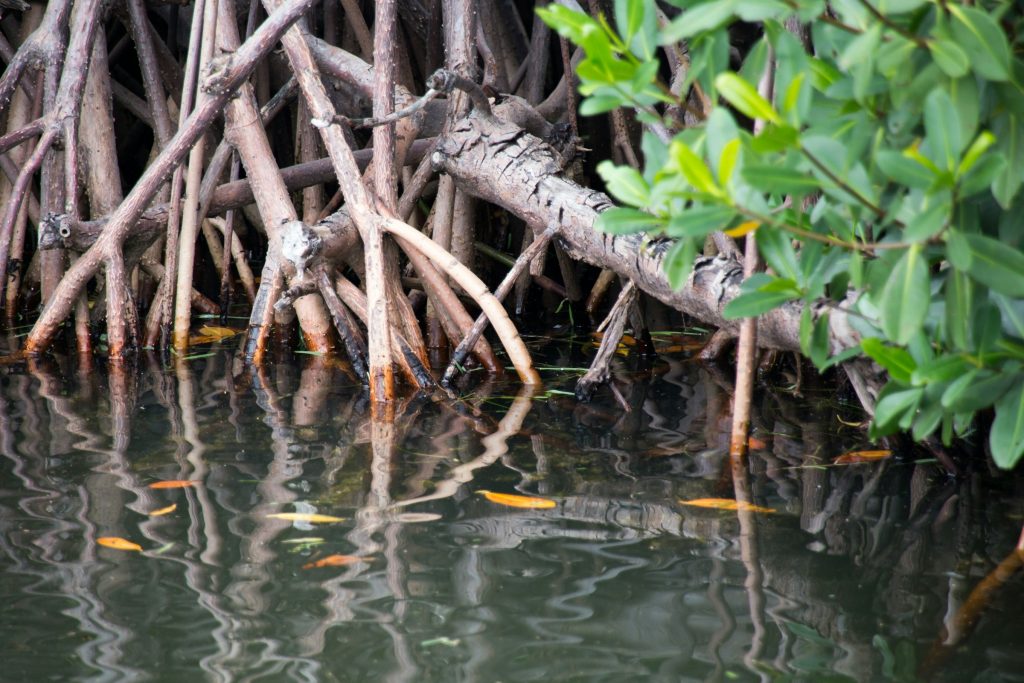 Mangrove prop roots standing in still bay water
